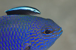 Dirty Damselfish getting a clean.  Ningaloo Reef, Western... by Ross Gudgeon 